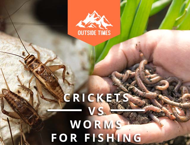 Crickets Vs Worms For Fishing Now, How To Make A Worm Farm For Fishing Bait
